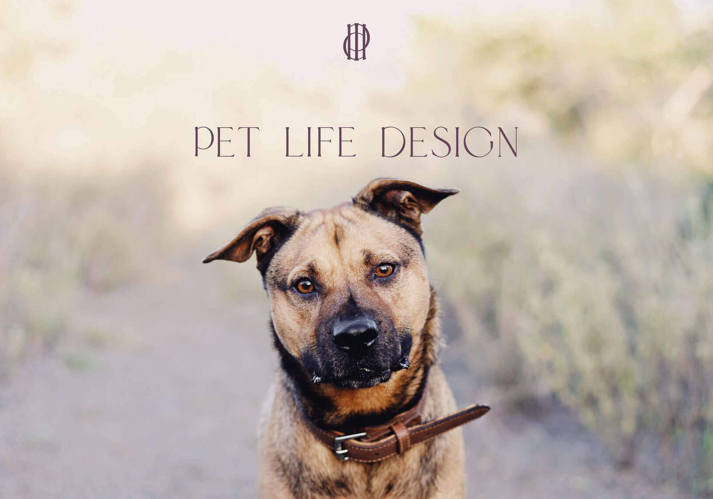 Das Logo von Pet Life Design auf dem Foto eines Hundes, das durch das Gründerpaket Logo entstand.