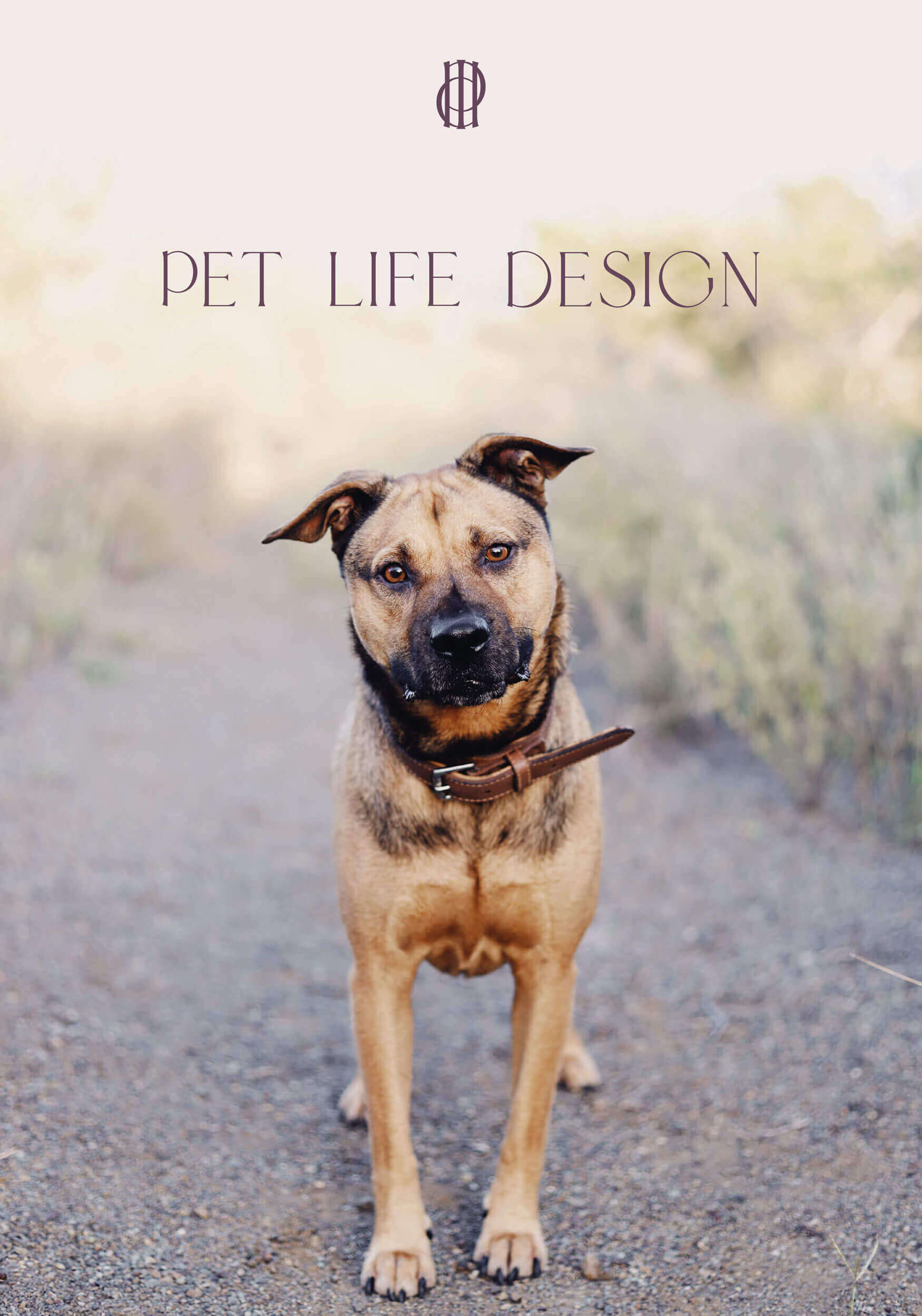 Das Logo von Pet Life Design auf einem Foto, von einem Hund auf einem Weg. Das Logo entstand durch den Service Logo Design Stuttgart.  